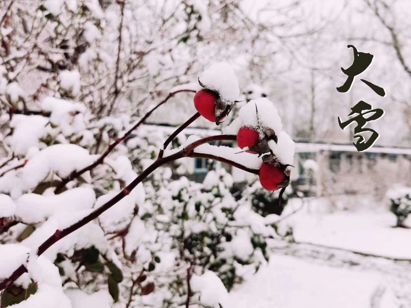 大雪 ▎萬象曉一色，皓然天地中