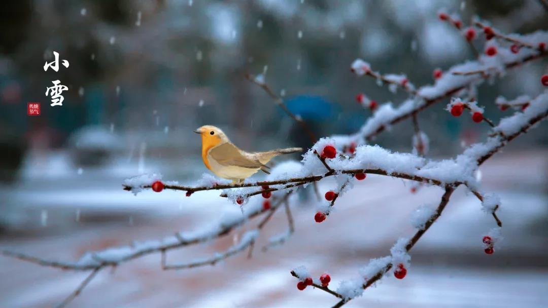 小雪 ▎等一地雪白，與歲月慢酌